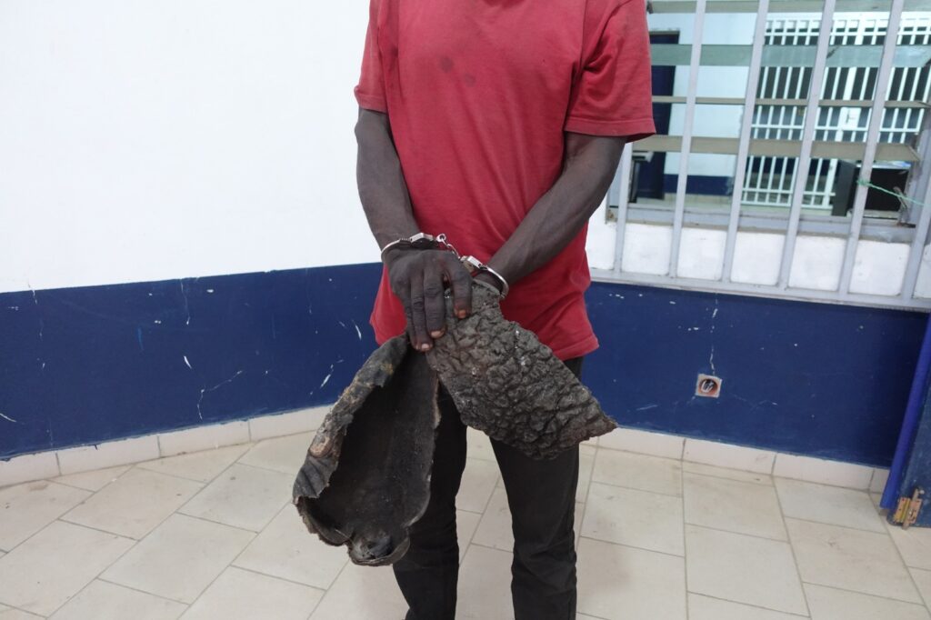 Un individu devant la justice à Brazzaville pour trafic présumé des trophées d’éléphant