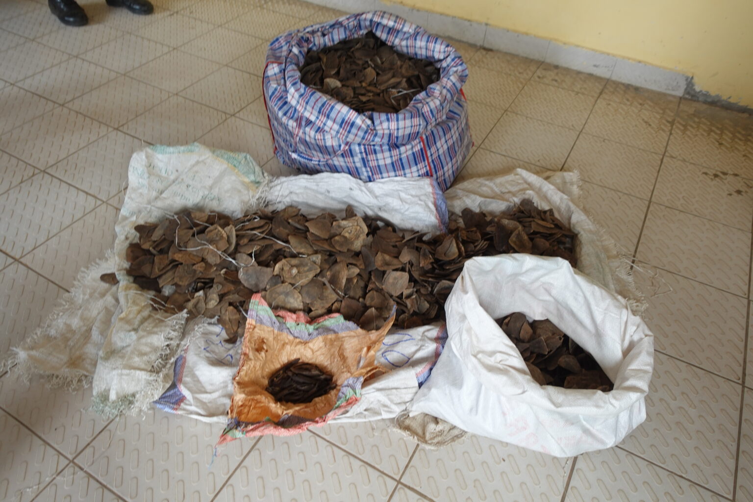 DEUX INDIVIDUS INTERPELLES POUR TRAFIC D’ECAILLES ET GRIFFES DE PANGOLIN GEANT A OWANDO