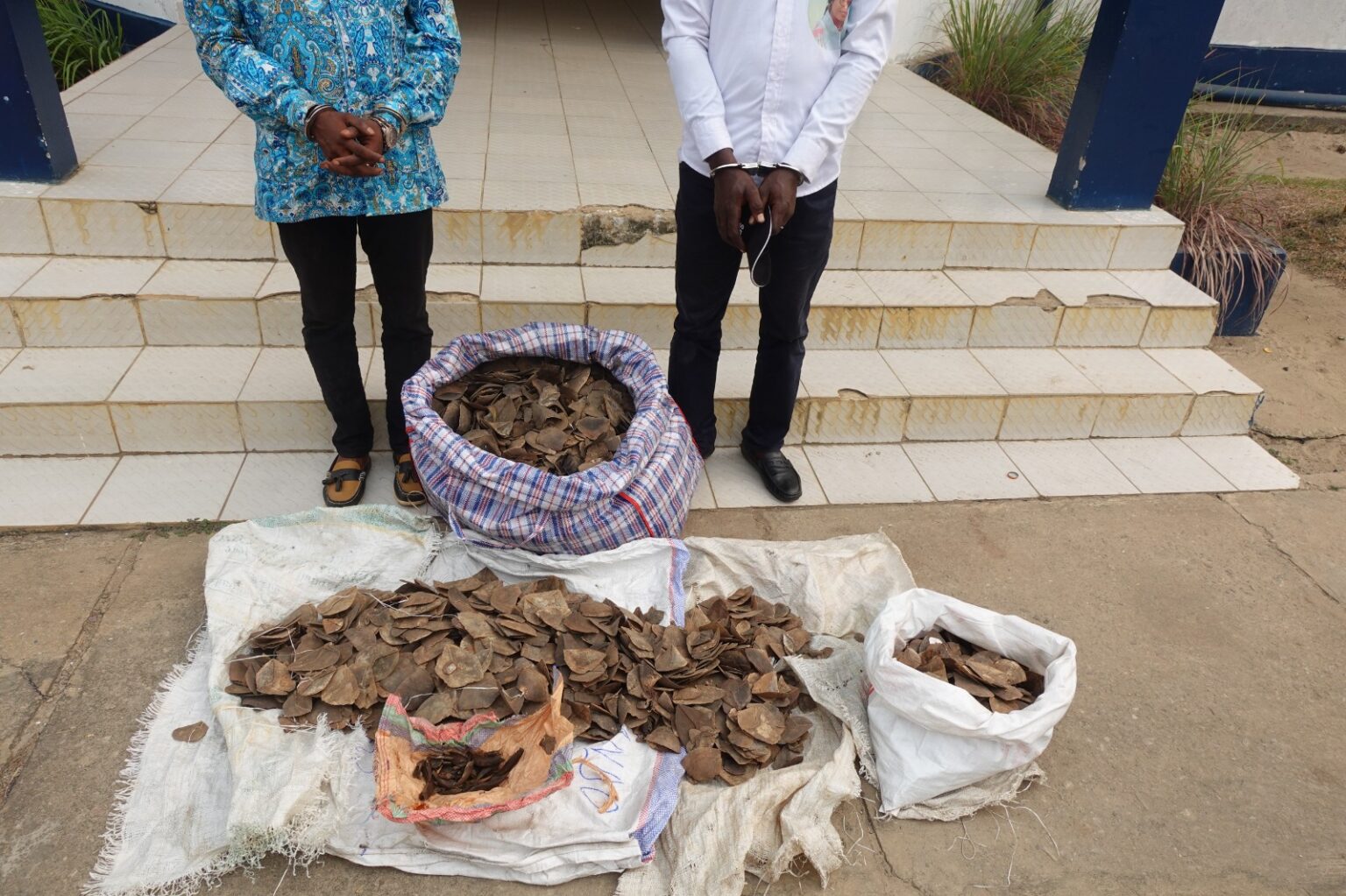 LES PRESUMES TRAFIQUANTS D’ECAILLES ET GRIFFES DE PANGOLIN GEANT VONT COMPARAITRE A OWANDO