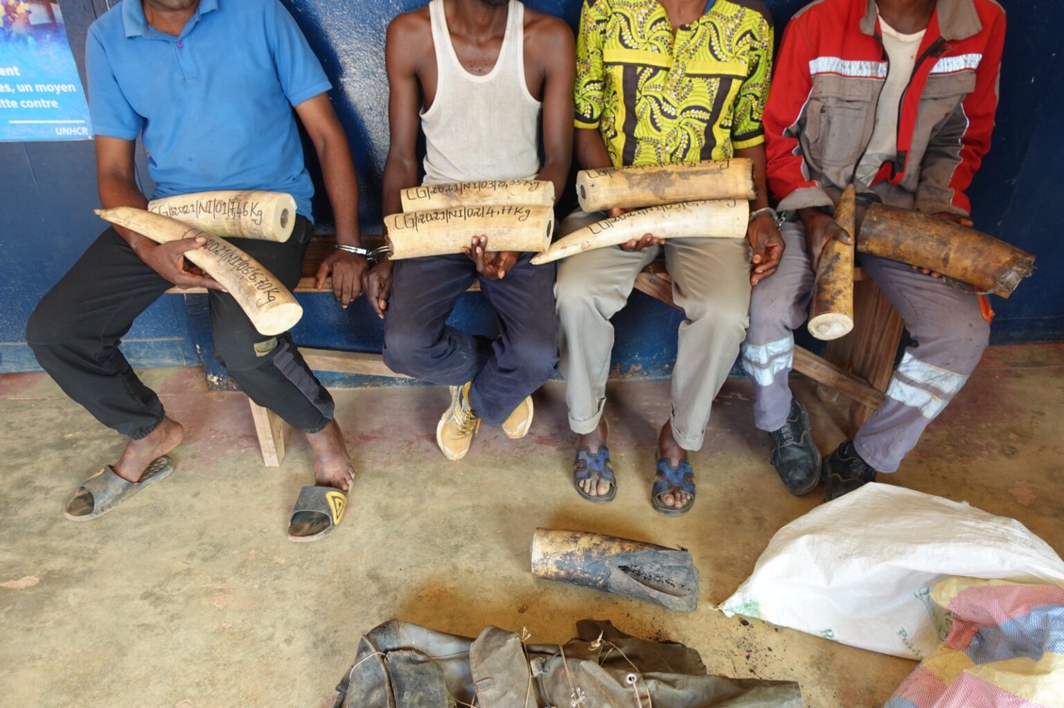 UN GREFFIER EN CHEF ET TROIS AUTRES INDIVIDUS INTERPELLES POUR TRAFIC DE POINTES D’IVOIRE A DOLISIE