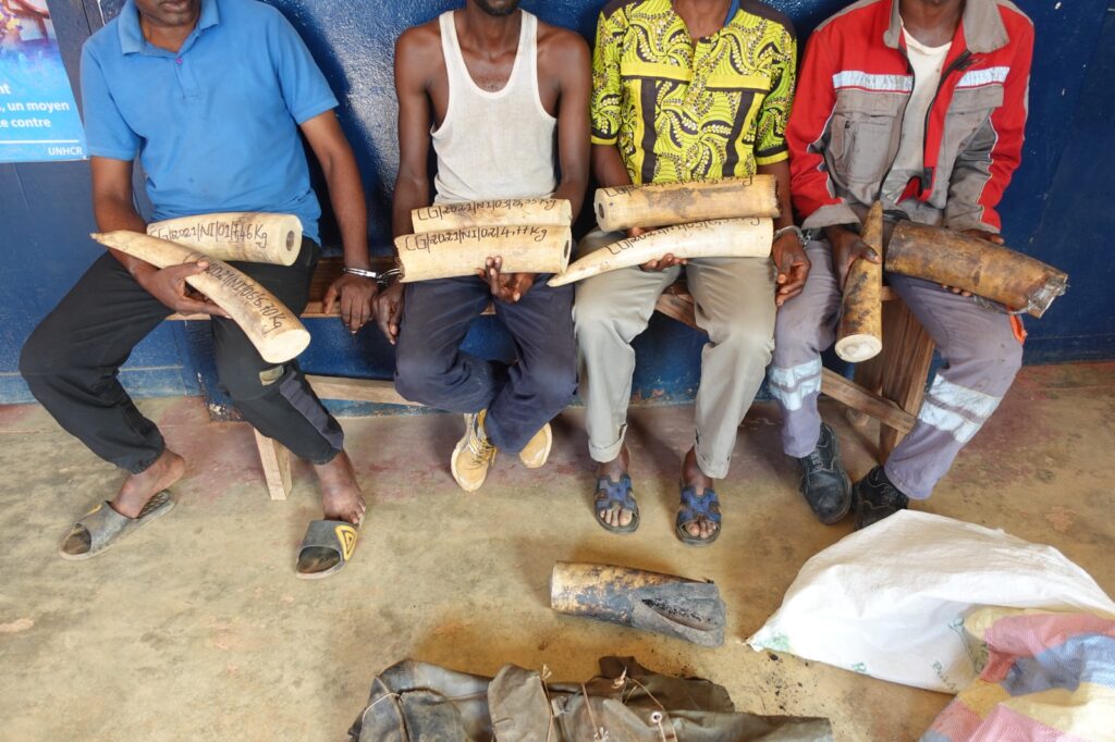 QUATRE PRESUMES TRAFIQUANTS D’IVOIRE DONT UN GREFFIER EN CHEF VONT COMPARAITRE A DOLISIE