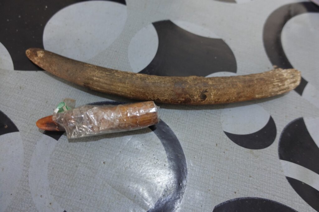 UN INDIVIDU INTERPELLE A OWANDO POUR TRAFIC DE DEUX POINTES D’IVOIRE D’UN BEBE ELEPHANT