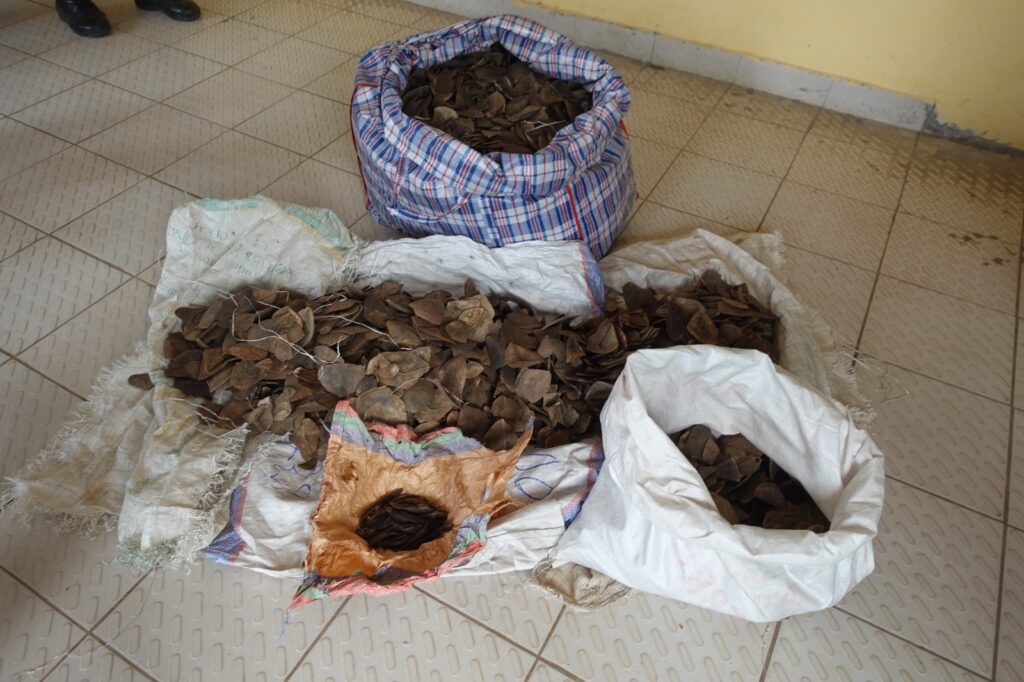 LA JOURNEE DU 15 FEVRIER 2025, CONSACREE AU PANGOLIN A TRAVERS LE MONDE !