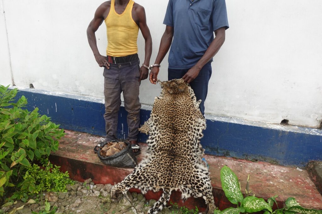 DEUX PRESUMES TRAFIQUANTS DE PRODUITS DE FAUNE ATTENDENT LEUR VERDICT A OWANDO