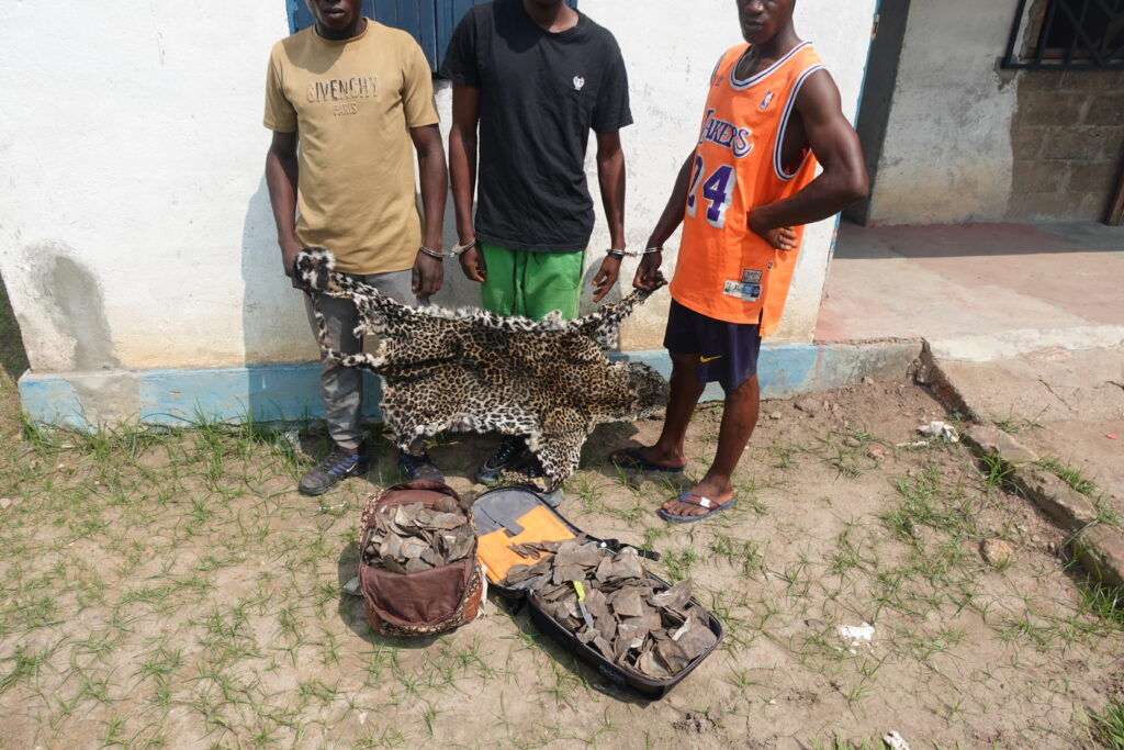 TROIS INDIVIDUS PRIS POUR TRAFIC DE PEAU DE PANTHERE ET D’ECAILLES DE PANGOLIN GEANT A IMPFONDO