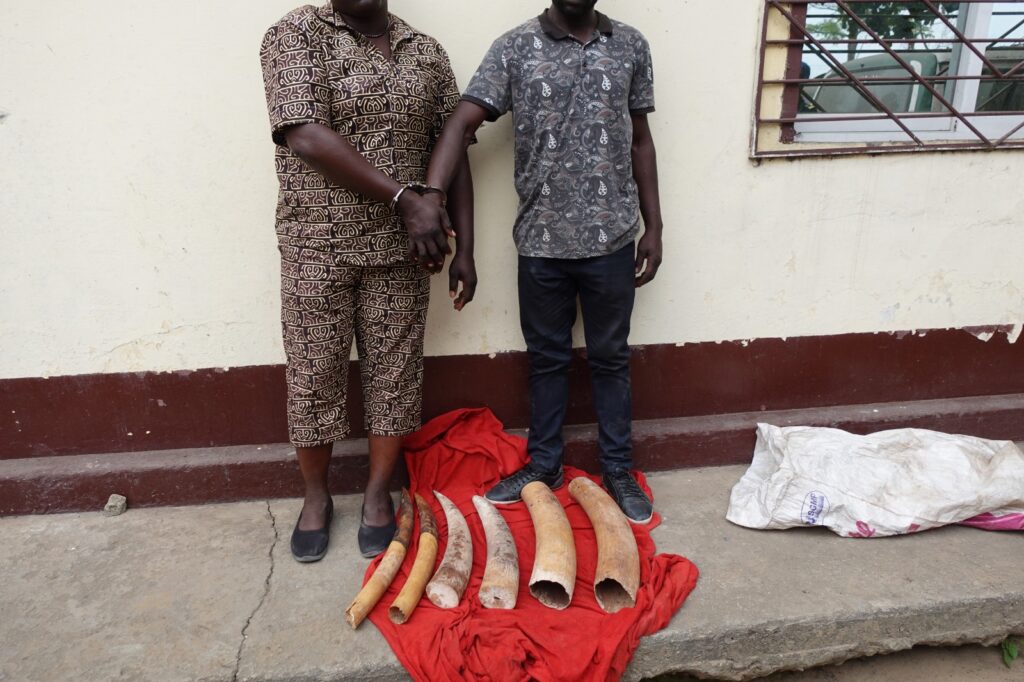 SIX PRESUMES DELINQUANTS FAUNIQUES ATTENDENT LEURS VERDICTS A BRAZZAVILLE ET A DOLISIE