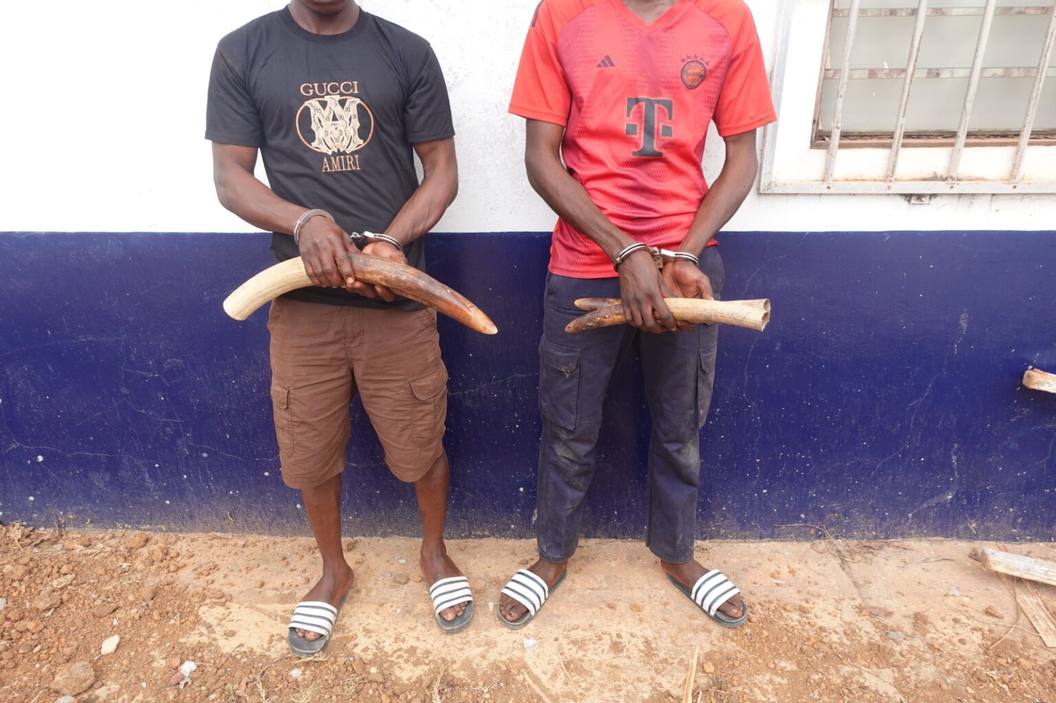 DEUX INDIVIDUS INTERPELLES POUR TRAFIC D’IVOIRE A DOLISIE