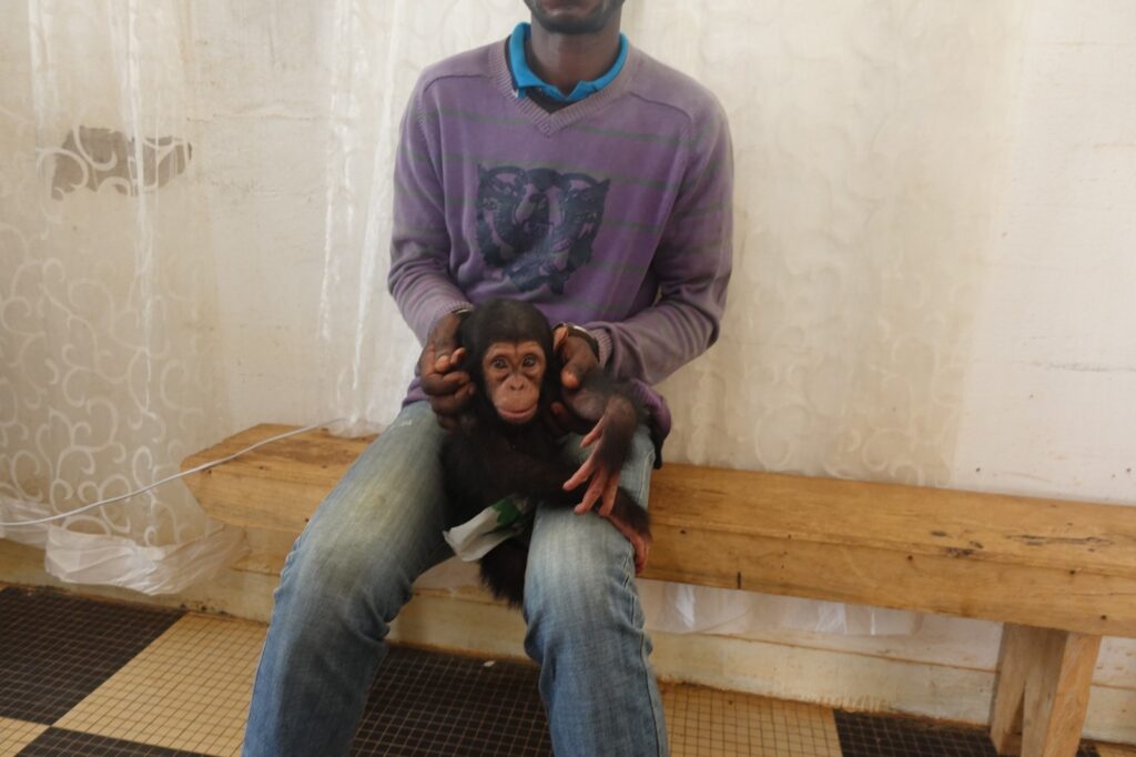 UN INDIVIDU INTERPELLE A NKAYI POUR DETENTION ET TRAFIC D’UN BEBE CHIMPANZE VIVANT