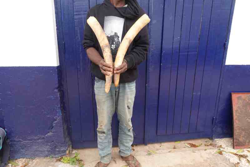 UN INDIVIDU INTERPELLÉ POUR TRAFIC DES POINTES D’IVOIRE À DOLISIE UN INDIVIDU INTERPELLÉ POUR TRAFIC DES POINTES D’IVOIRE À DOLISIE