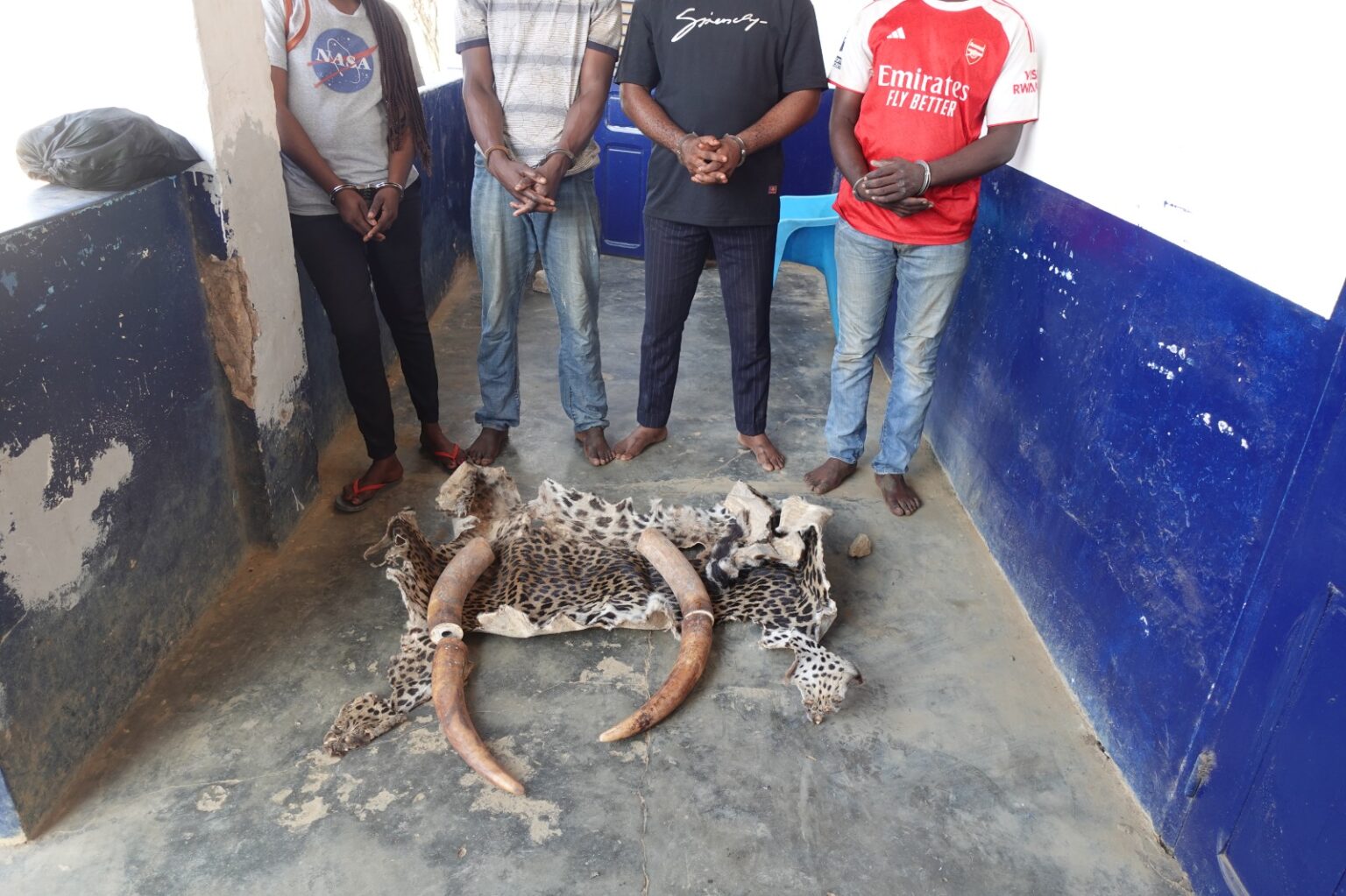 INTERPELLES POUR TRAFIC DES PRODUITS DE FAUNE A NKAYI ET DOLISIE INTERPELLES POUR TRAFIC DES PRODUITS DE FAUNE A NKAYI ET DOLISIE