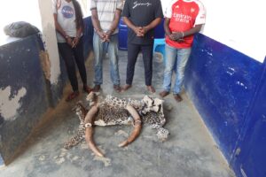 INTERPELLES POUR TRAFIC DES PRODUITS DE FAUNE A NKAYI ET DOLISIE INTERPELLES POUR TRAFIC DES PRODUITS DE FAUNE A NKAYI ET DOLISIE